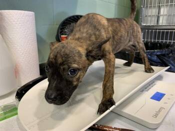 BISCUIT -  Labrador Retriever and Mixed Breed Dog for Adoption in Grand Prairie, Texas - BISCUIT | PetCurious