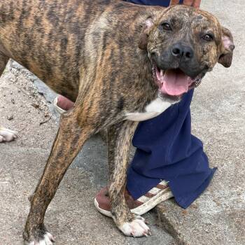 Biscuit -  Boxer Dog for Adoption in Memphis, Tennessee - Biscuit | PetCurious