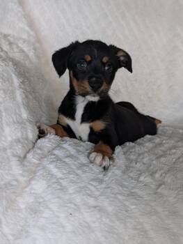 Gracie Grapes -  Shepherd and Labrador Retriever Dog for Adoption in Baton Rouge, Louisiana - Gracie Grapes | PetCurious