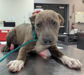 A1936304 -  Pit Bull Terrier and Mixed Breed Dog for Adoption in Thousand Palms, California - A1936304 | PetCurious