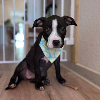 Roxie -  American Staffordshire Terrier Dog for Adoption in Martinez, California - Roxie | PetCurious