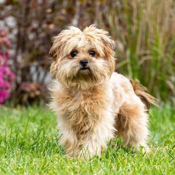 Shiesty -  Havanese and Mixed Breed Dog for Adoption in Council Bluffs, Iowa - Shiesty | PetCurious