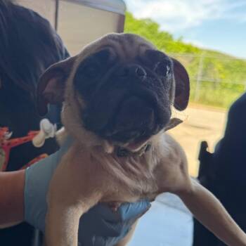 Oona -  Pug Dog Available for Adoption in Birmingham, Alabama - Oona | PetCurious