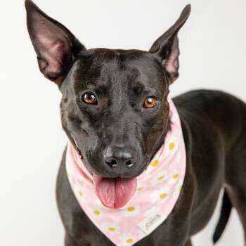 Rescue Pit Bull Terrier and American Staffordshire Terrier Dogs for Adoption in Port St. Joe, Florida - Barbie | PetCurious