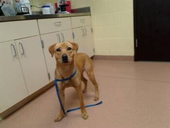 Labrador Retriever and Beagle Dogs Available for Adoption in Cookeville, Tennessee - MAGGIE | PetCurious