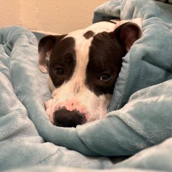 Bandit -  Pit Bull Terrier Dog for Adoption in Brockton, Massachusetts - Bandit | PetCurious