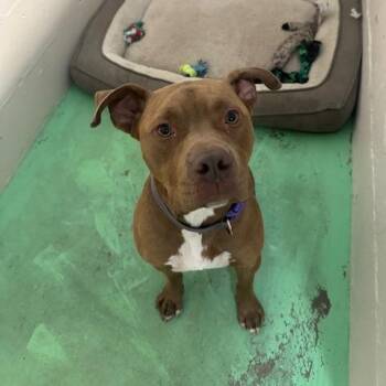 Edgar -  Boxer and English Bulldog Dog for Adoption in Enterprise, Alabama - Edgar | PetCurious