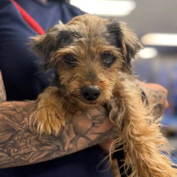 Little Pirate -  Yorkshire Terrier Dog for Adoption in West Chester, Pennsylvania - Little Pirate | PetCurious