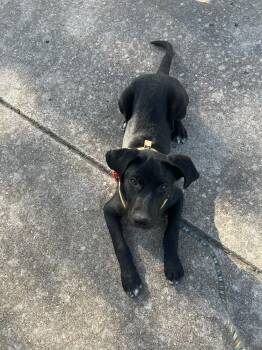 Batman -  Labrador Retriever Dog for Adoption in Colorado Springs, Colorado - Batman | PetCurious