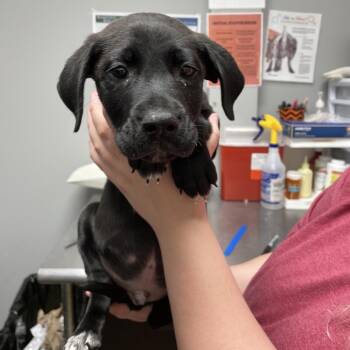 Mixed Breed Dogs Available for Adoption - Heavy Machinery | PetCurious