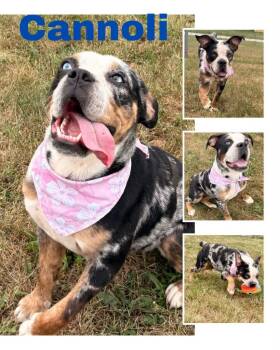 Cannoli -  Boxer and French Bulldog Dog for Adoption in Rensselaer, Indiana - Cannoli | PetCurious