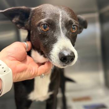 Panda -  Mixed Breed Dog for Adoption in Lake Jackson, Texas - Panda | PetCurious