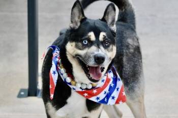 Phoenix -  Mixed Breed Dog for Adoption - Phoenix | PetCurious