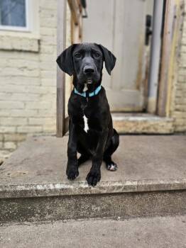 Black Labrador Retriever Dogs Available for Adoption - Ares The Black Lab!  | PetCurious