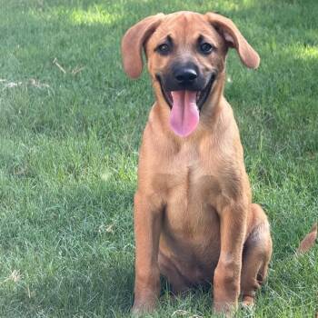 Cappuccino -  Mixed Breed and None Dog for Adoption in Brownsboro, Alabama - Cappuccino | PetCurious