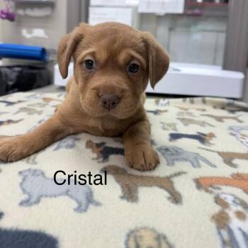 Crystal -  Mixed Breed Dog for Adoption in Knoxville, Tennessee - Crystal | PetCurious