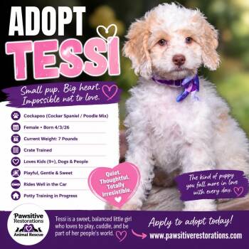 TESSI -  Miniature Poodle and Cocker Spaniel Dog for Adoption in Foxfield, Colorado - TESSI | PetCurious