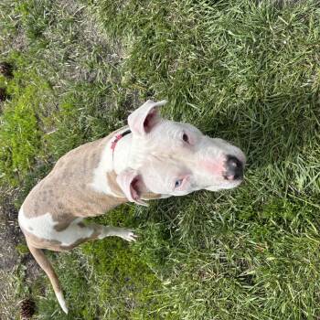 Pit Bull Terrier Dogs Available for Adoption in La Grande, Oregon - Hobby Horse | PetCurious