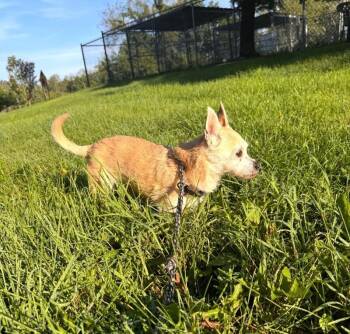 Taz -  Mixed Breed Dog for Adoption in Osseo, Michigan - Taz | PetCurious