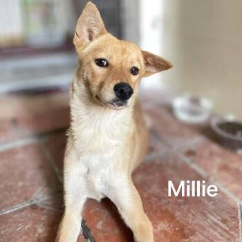 Rescue Mixed Breed Dogs for Adoption in Markham, Ontario - Millie | PetCurious