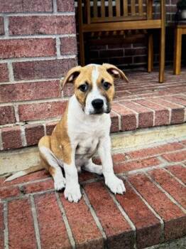 Salt -  Catahoula Leopard Dog Dog for Adoption in Colorado Springs, Colorado - Salt | PetCurious