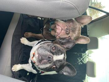 French Bulldog Dogs Available for Adoption in Portland, Oregon - Boggle | PetCurious