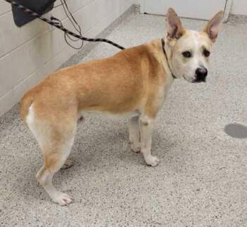 Judah -  Mixed Breed Dog for Adoption in Kansas City, Missouri - Judah | PetCurious