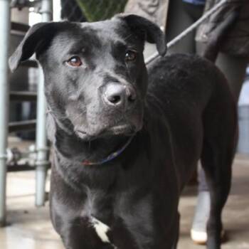 Labrador Retriever and Mixed Breed Dogs Available for Adoption - Kangaroo | PetCurious
