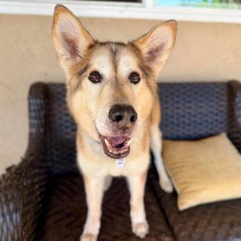 Sven Stout -  Husky Dog for Adoption in Ramona, California - Sven Stout | PetCurious
