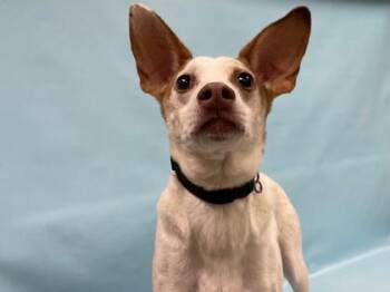 Sam -  Terrier and Mixed Breed Dog for Adoption in Minneapolis, Minnesota - Sam | PetCurious