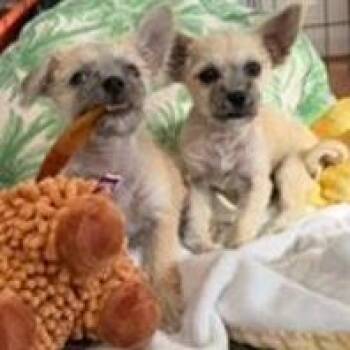 Blossom -  Chihuahua and Wirehaired Terrier Dog for Adoption in Potomac, Maryland - Blossom | PetCurious