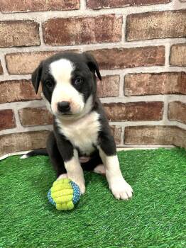 Labrador Retriever Dogs Available for Adoption - StellaEG In MS | PetCurious