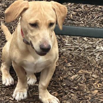 Bradley -  Labrador Retriever and Dachshund Dog for Adoption in Ogontz Campus, Pennsylvania - Bradley | PetCurious