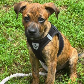 Moss -  Pit Bull Terrier and Hound Dog for Adoption in Fountain Hill, Pennsylvania - Moss | PetCurious