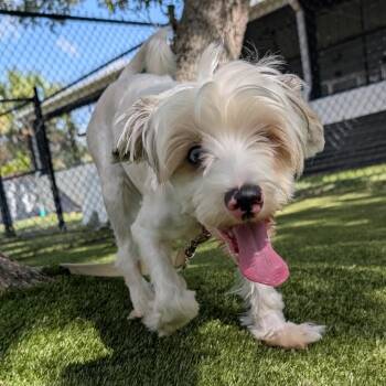 Mackie -  Mixed Breed Dog for Adoption in Sarasota, Florida - Mackie | PetCurious