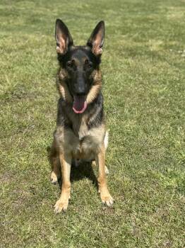 Simon -  German Shepherd Dog Dog for Adoption in Conway, South Carolina - Simon | PetCurious