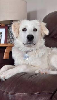 Zoe HTX -  Great Pyrenees Dog for Adoption in Quinlan, Texas - Zoe HTX | PetCurious
