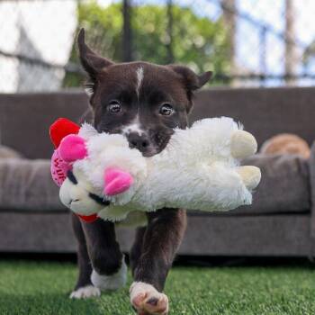 Mixed Breed Dogs Available for Adoption in Bradenton, Florida - Holly | PetCurious