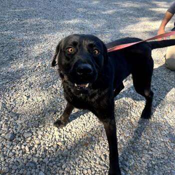 Labrador Retriever Dogs Available for Adoption in Clanton, Alabama - Casey | PetCurious
