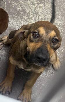 Zebra Cake -  Labrador Retriever and Shepherd Dog for Adoption in Little Rock, Arkansas - Zebra Cake | PetCurious