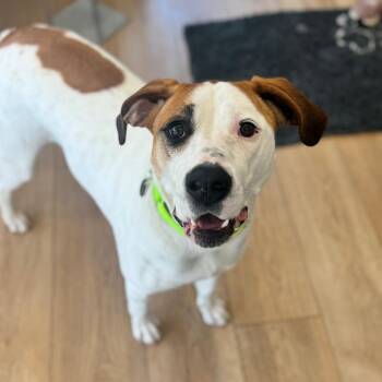 Hound and Mixed Breed Dogs Available for Adoption in Chesapeake, Virginia - Brisa | PetCurious