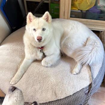 Igloo -  Siberian Husky Dog for Adoption in Carol Stream, Illinois - Igloo | PetCurious