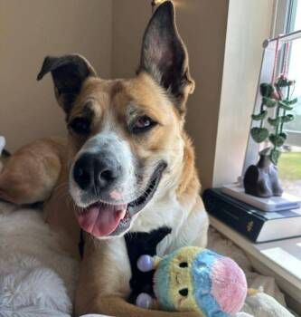 Rescue Shepherd and Mixed Breed Dogs for Adoption in Yankton, South Dakota - Reggie | PetCurious