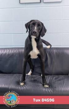 Tux -  Mixed Breed Dog for Adoption in Mobile, Alabama - Tux | PetCurious