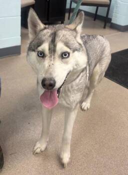 Siberian Husky and Mixed Breed Dogs Available for Adoption - Sporty | PetCurious