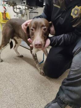 German Shorthaired Pointer and Mixed Breed Dogs Available for Adoption - Jay | PetCurious