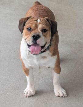 English Bulldog and Beagle Dogs Available for Adoption in Baton Rouge, Louisiana - Porkchop | PetCurious