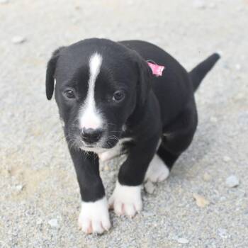 Cyndi -  Boxer and Labrador Retriever Dog for Adoption in Monon, Indiana - Cyndi | PetCurious