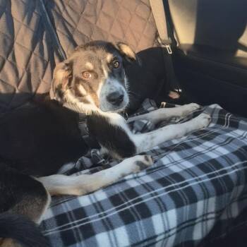 Daisy D69740 -  Anatolian Shepherd and Mixed Breed Dog for Adoption in Minnetonka, Minnesota - Daisy D69740 | PetCurious