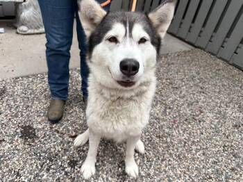 Siberian Husky Dogs Available for Adoption in Santa Rosa, California - LUNA | PetCurious